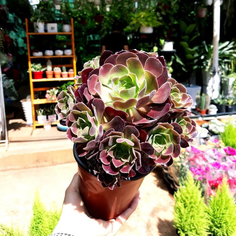 Miniatura 5 de Black Roses Plant Aeonium - Plantas suculentas vivas en maceta de 4 pulgadas  Planta Aeonium  Perfecto para decoración de interiores, espacios