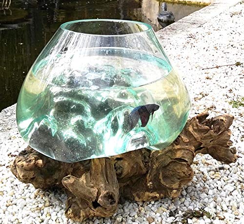 Vase/Aquarium en Verre soufllé sur Racine de Bois, modèle Unique (Hauteur Environ 25cm). Choix sur Photos ENVOYEES Suite A Votre Commande. Vendeur Francais....