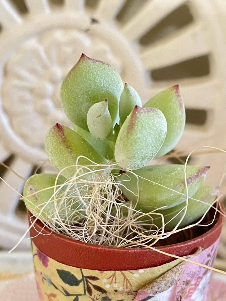 Amazon.co.jp: 多肉植物*可愛いペンデンス コチレドン*カット苗 Amazon.co.jp: 多肉植物*可愛いペンデンス コチレドン*カット苗