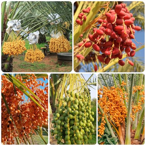 Semillas de interior de palmera datilera, palmera datilera, fresca columnares de balcón 25pcs