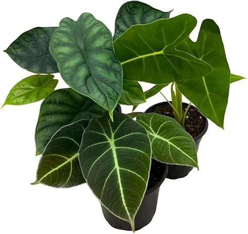BubbleBlooms Surtido de Alocasia Joya, 3 Alocasias diferentes en macetas de 4 pulgadas Grower's Choice