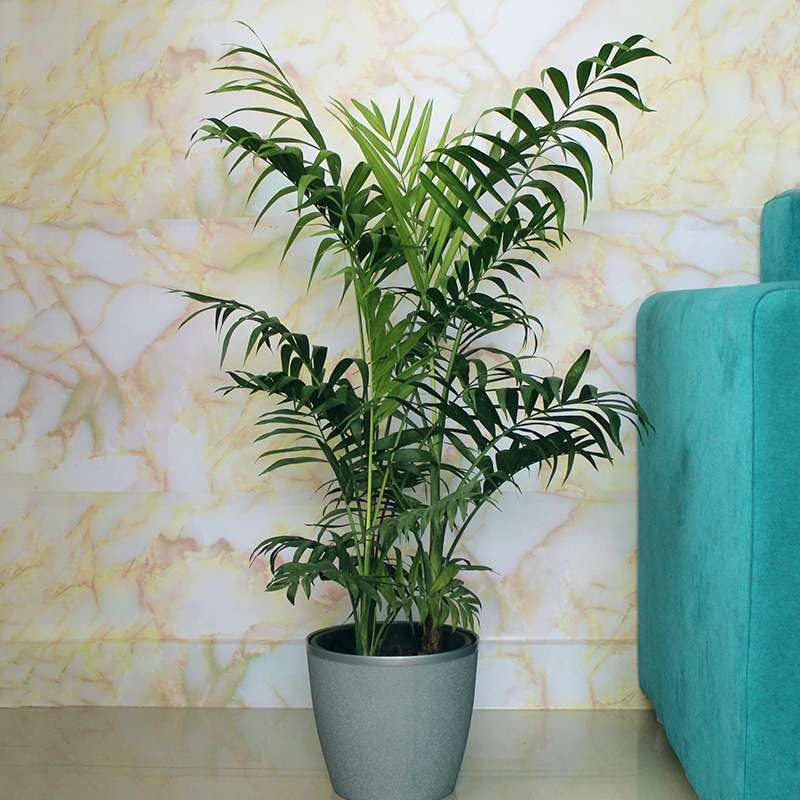 Growing Plants Original Live Air Purifying Parlour Palm Chamaedorea Elegans in Green Pear with Black Pot (B0CH36N7KQ) Amazon Price History, Amazon Price Tracker