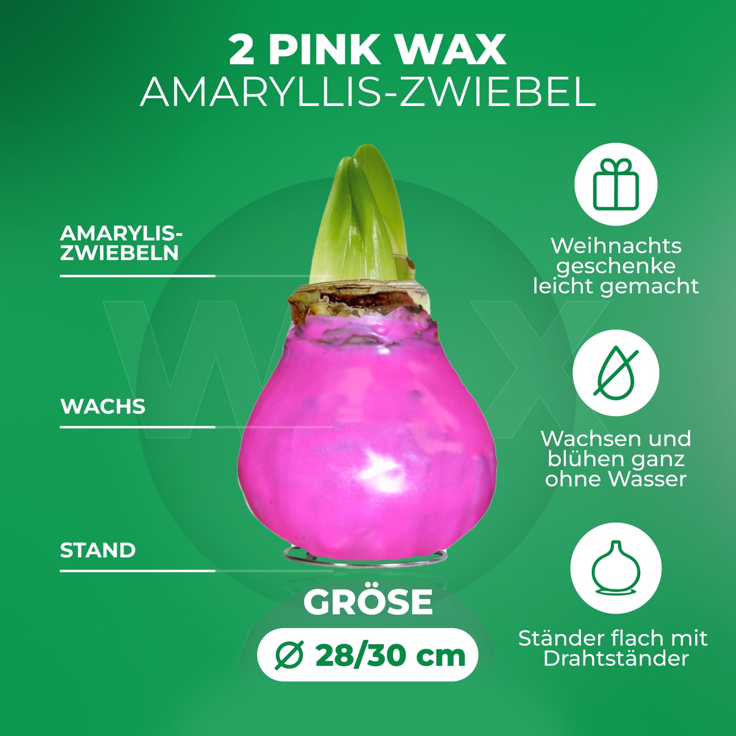 Amaryllis In Wachs – Rote, Große Zwiebel (30/32 Cm) Für Blühende Zimmerpflanze Ohne Gießen
