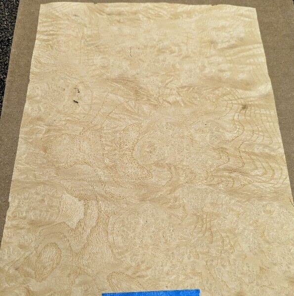 Ash White Burl Wood Veneer 8" x 11" raw no Backing 1/42" Thickness A Grade