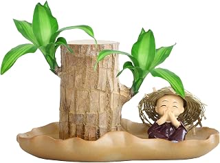 Planta de madera brasileña, madera de la suerte brasileña | Plantas Purificadoras de Aire Interior | Planta de de la suerte, de la de Brasil, decoración de plantas hidropónicas en