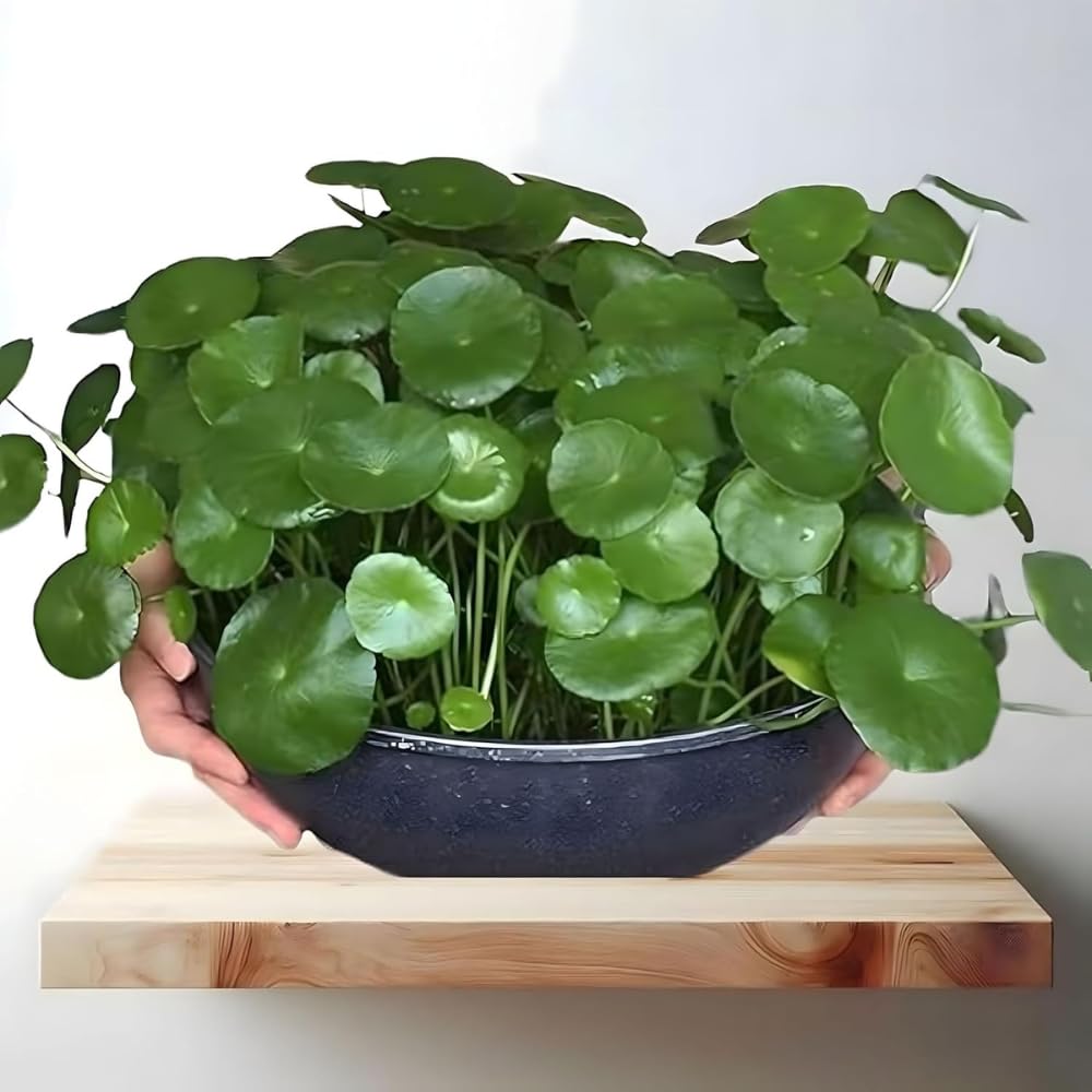 generic The Green Beach Live Lucky Coin Money Plant with Pot - Easy Care, Air-Purifying Indoor Plant for Home and Office Decor Plant-picture-41