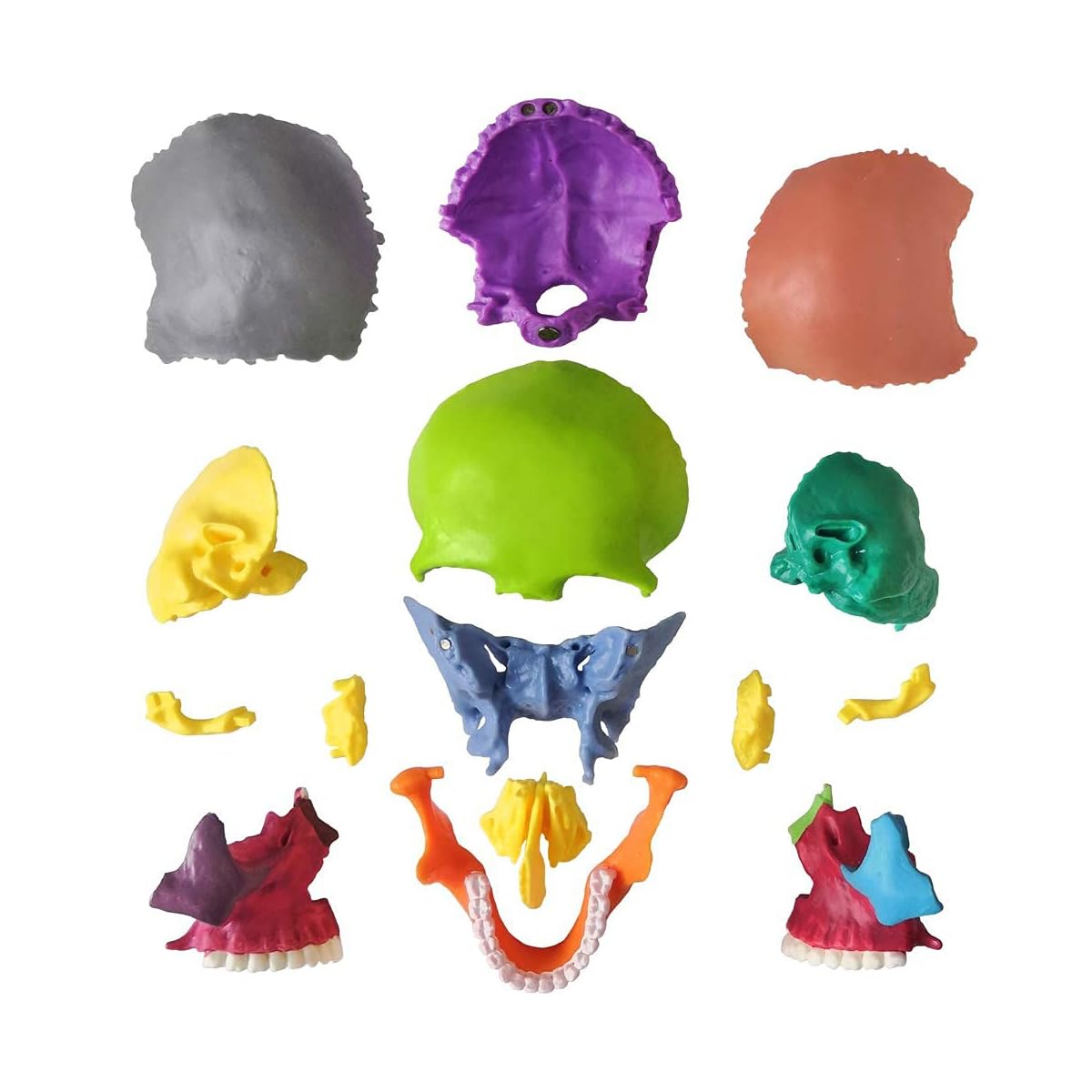 Modello di Teschio Umano Colorato Rimovibile, Modello di Cranio Scheletro a Grandezza Naturale Include 15 Pezzi, Modello di Anatomia del Cranio Medico per Apprendimento