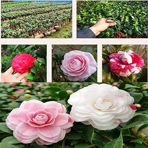 Camellia White-Pink Flower Seedlings Camellia Live Plant Bare Root Seedling Sapling For Spring Planting Perennial Plant Root,Home Garden Yard Decor（One Plant, No Pot, Length：10In.） #TOP1