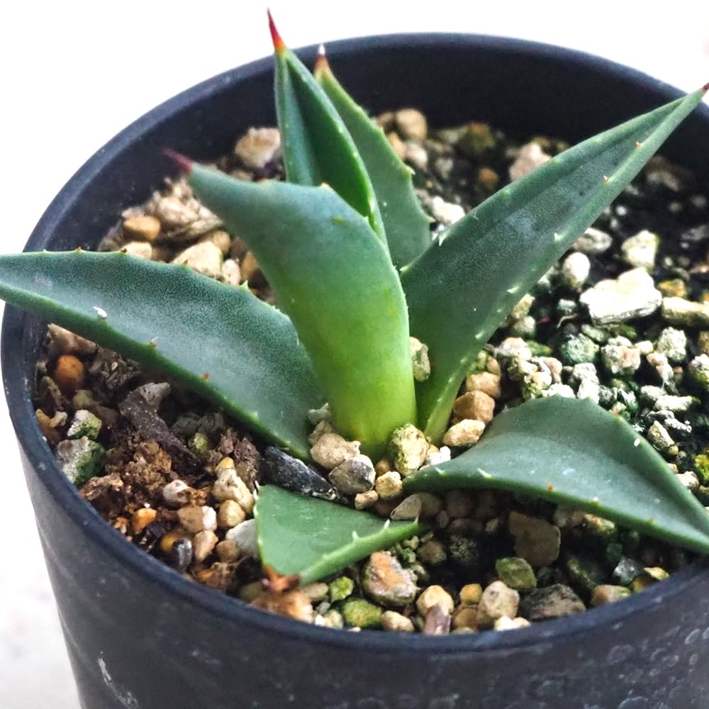 Amazon｜ITANSE アガベ ユタエンシス・カイバベンシス 2.5号 1個