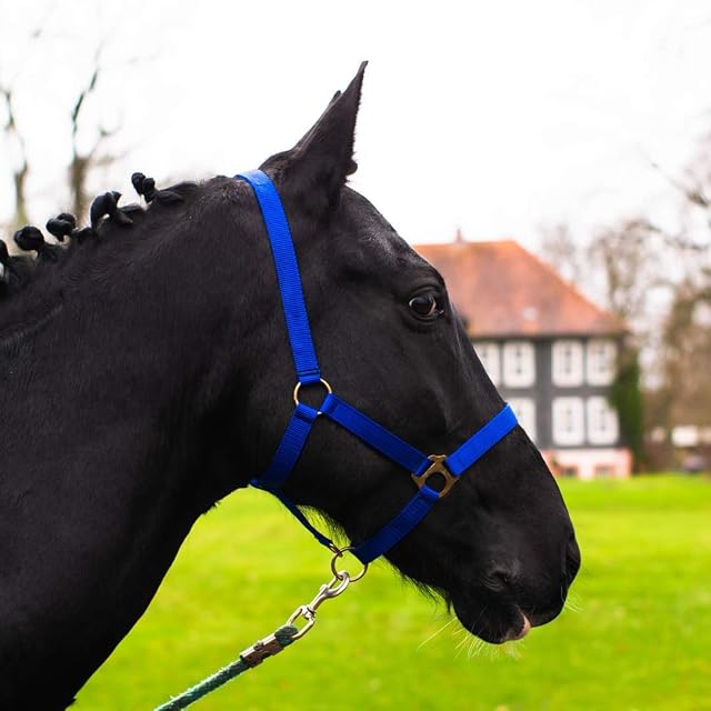 Cabestro para caballo de sangre caliente, sangre completa, sangre fría