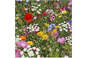 Wildflower Seeds for Winter: Attract Bees, Butterflies, and Pollinators