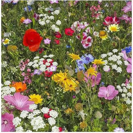 Wildflower Seeds for Winter: Attract Bees, Butterflies, and Pollinators