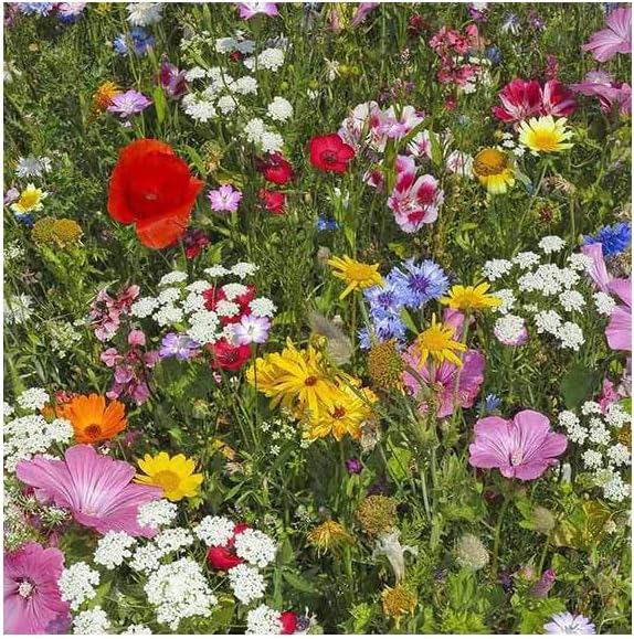 Mezcla de 500 semillas de flores silvestres, las semillas mixtas de flores silvestres atraen a las abejas, atraen mariposas, atraen a los