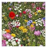 2026 EarlyBird-Sow in Spring/Fall. Mixed Wildflower Seed Attract Bees,Attract Butterflies,Pollinators, for Home Garden&Container Garden(Wildflower Seeds-Hummingbird & Butterfly Mix,5g)