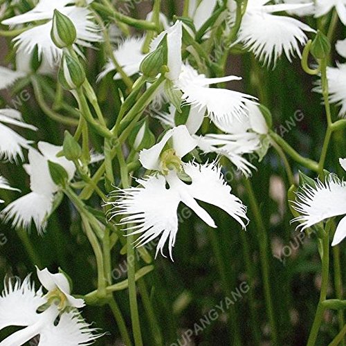 Graines de Radiata japonaises Graines d'orchidées Héron blanc Orchidée rare au monde Fleurs de Baison blanches Graines d'orchidées de jardin Paquet de 500 graines