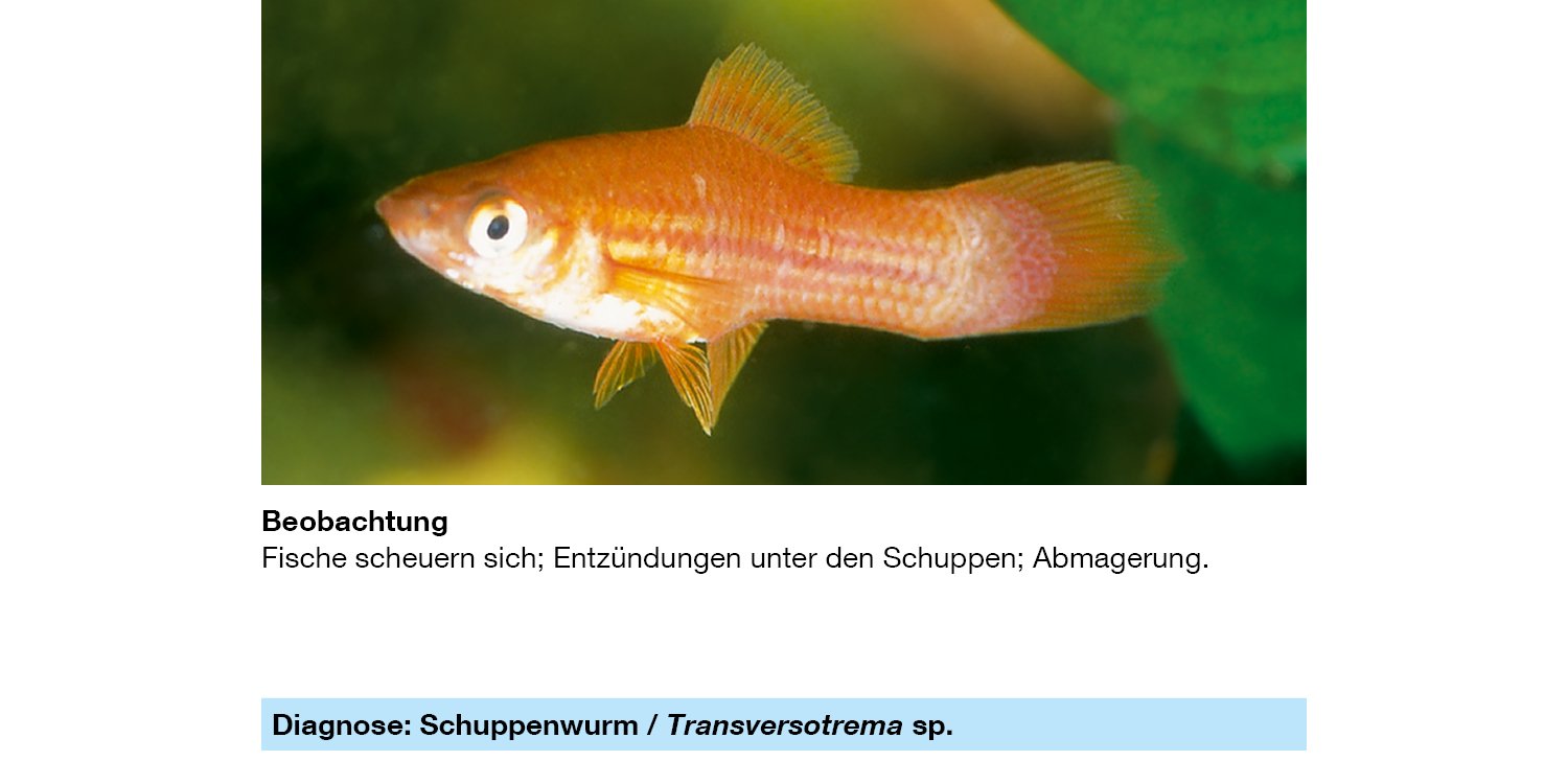 Sera Phyto med Tremazid 100 ml - Pflanzlicher Wasseraufbereiter gegen Haut- und Kiemenwürmer