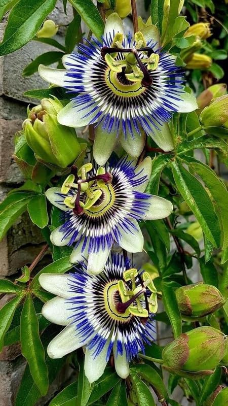 Ritz Farming® Passion flower seeds | rakhi bel flower seeds | Passion blue shade flower seeds for Home pots | All Season Flowering seeds for Home And Gardening pack of 50-70 seeds (B0CDPTFV28) Amazon Price History, Amazon Price Tracker