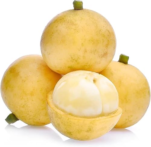 QAUZUY GARDEN 10 semillas de uva birmana Baccaurea Ramiflora Semillas de fruta sin OMG Comestible sabroso y atrae polinizadores Árbol frutal