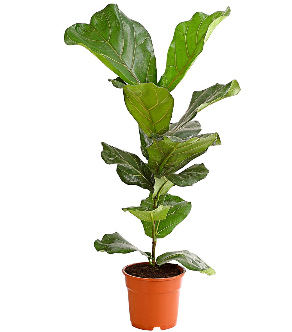 Dehner Geigenfeige, imposantes Blattwerk, ca. 65-75 cm,  Topf 17 cm,  Zimmerpflanze : Amazon.de: Garten