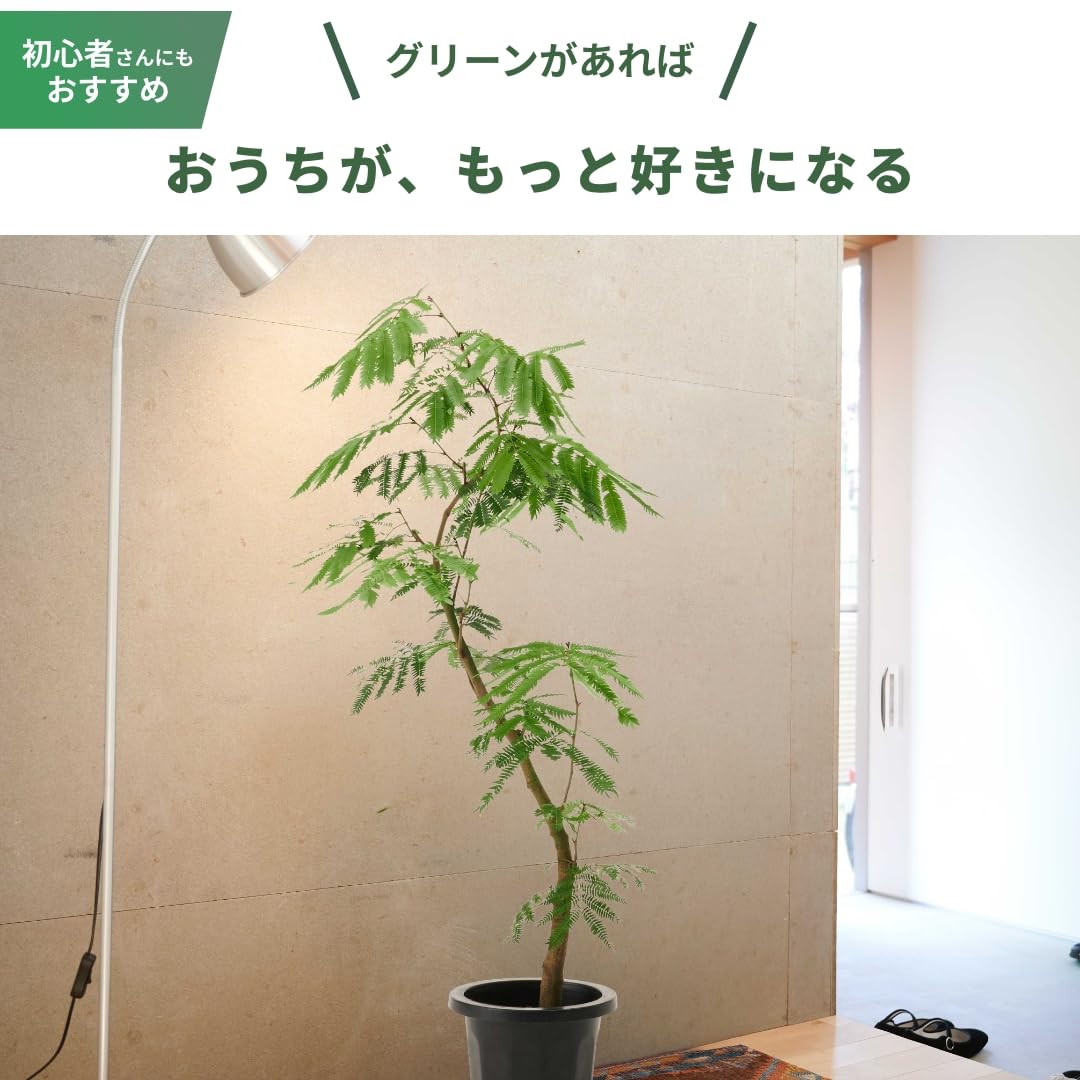 whenua エバーフレッシュ 観葉植物 本物 S字樹形 インテリア おしゃれ 大型 ネムノキ カーブ樹形 開店祝い 新築祝い (7号) - 5
