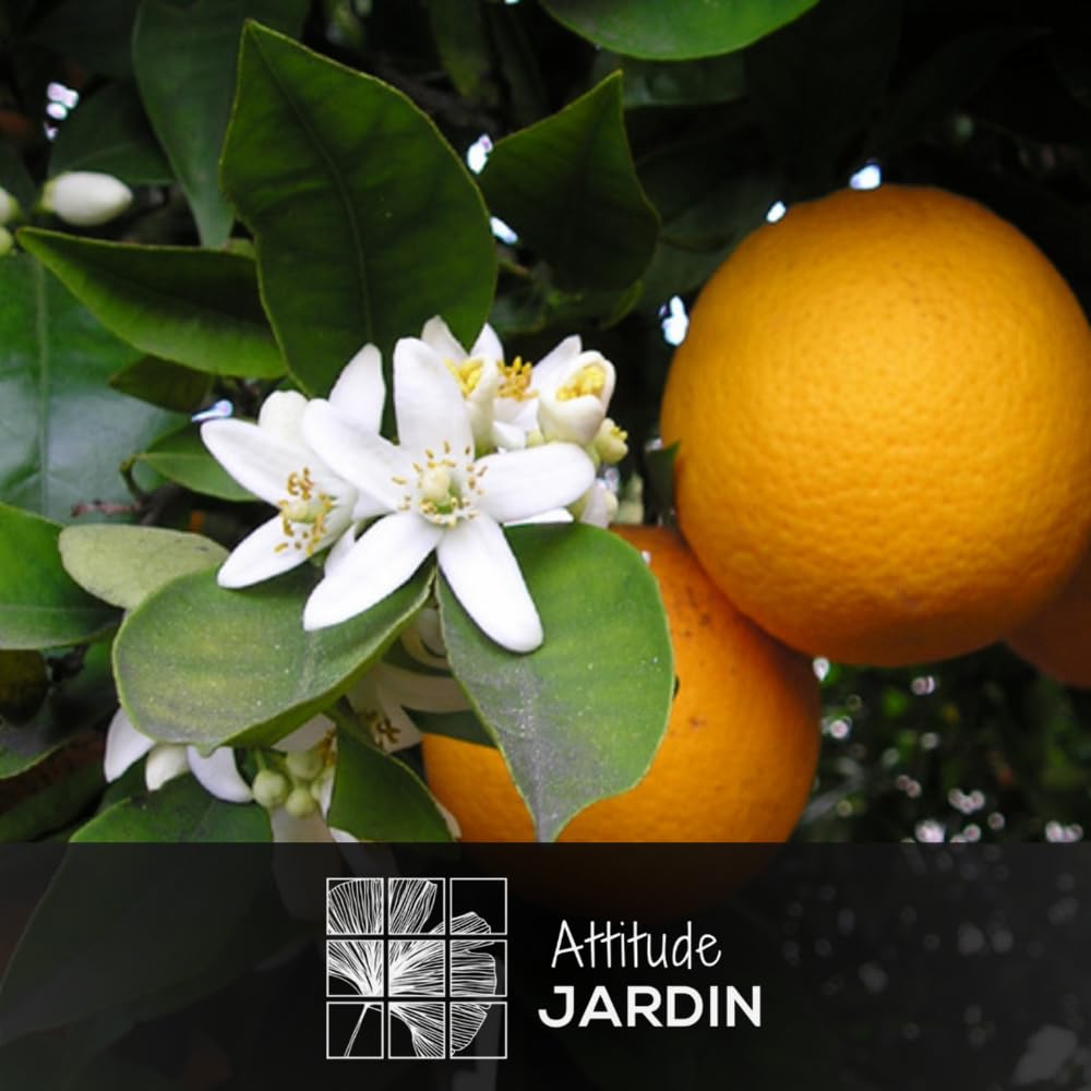 Attitude Jardin - Oranger - śródziemnomorskie owoce cytrusowe - drzewo owocowe - 120-130 cm - ◕ 24 cm