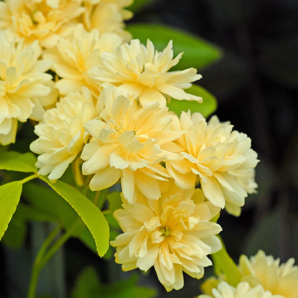 Rose 'Lutea' Yellow Thornless Climbing Hardy Shrub Double Yellow Blooms RHS AGM Easy to Grow Your Own Garden Flowers 2X 3-Litre Potted Plants by Thompson & Morgan (2)