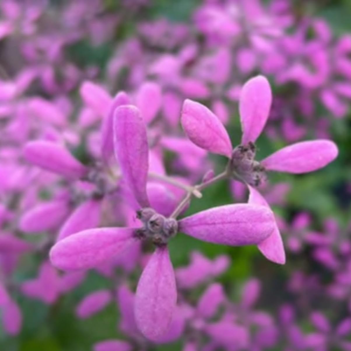 Congea - Pink Petrea Vine - A Stunning Addition to Your Garden. Graceful Climber with Pink Blossoms - Bring Elegance and Beauty to Your Outdoor Space!-image-42