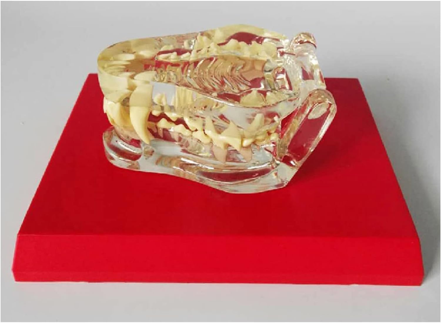 Przezroczysty model uzębienia psa, model zębów dentystycznych psa, przezroczysty model dentystyczny psa, anatomia ciała zwierzęcego, replika zębów szczęki psa do biura weterynaryjnego, narzędzie