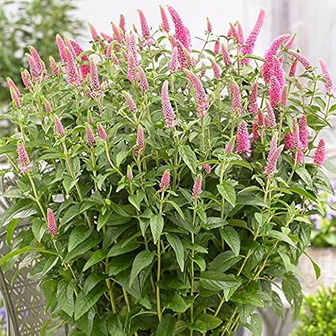 Veronica Premier Amour - GardenersDream Cover