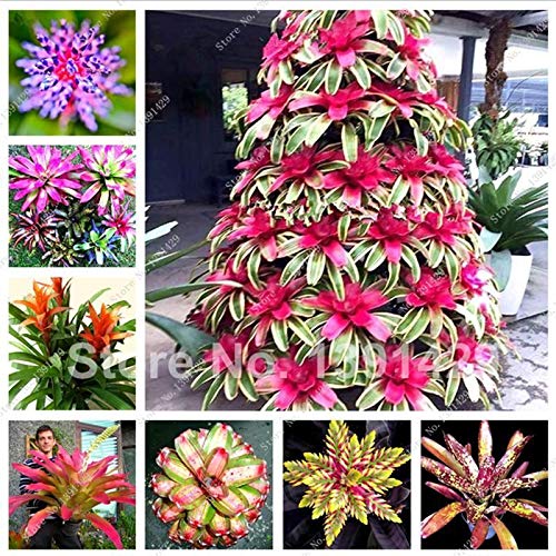 Portal Cool 8: Semi 100Pcs Ananas nani Dolce Juicy Fruit Semi Rare Bromeliad