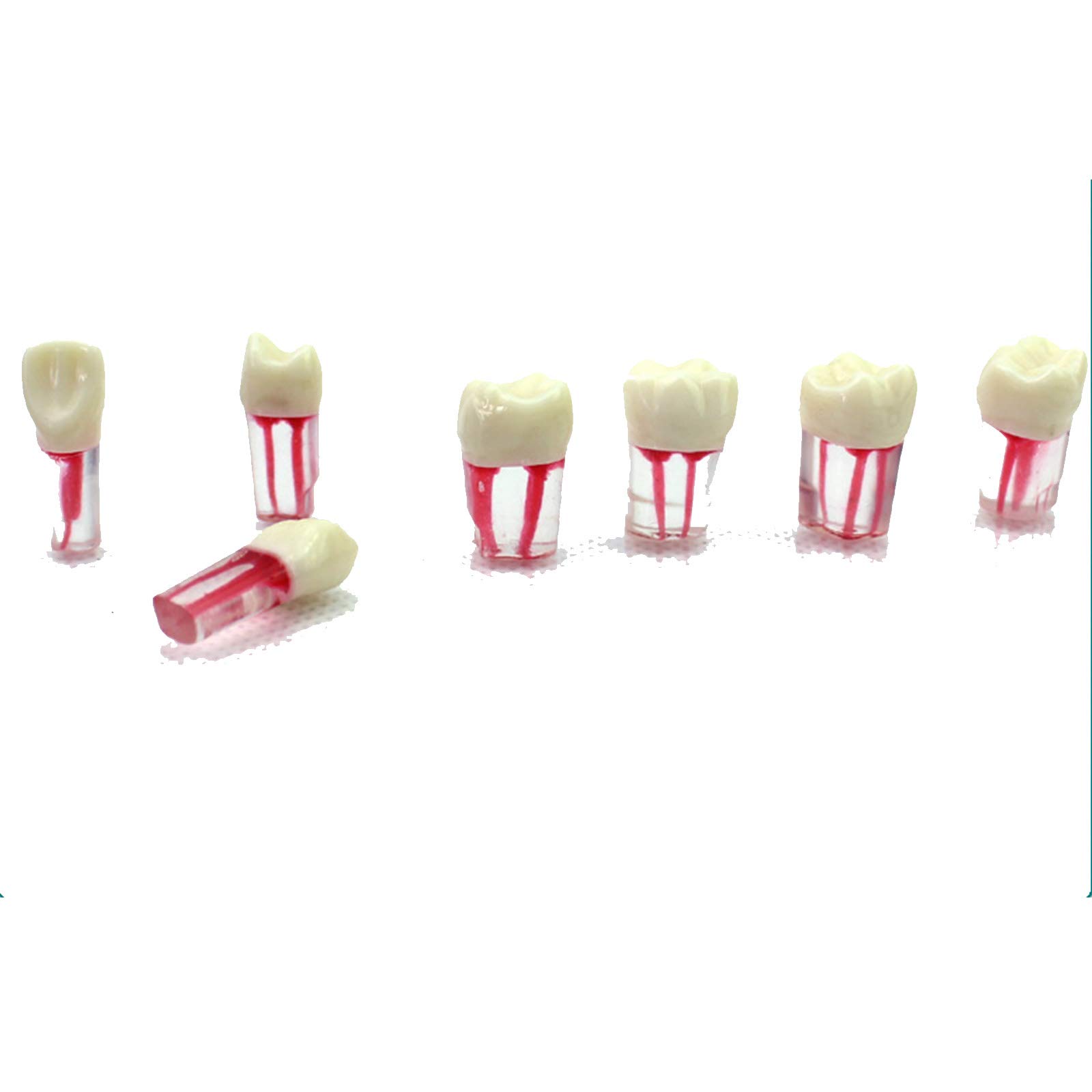 Model anatomiczny endodoncji dentystycznej z reprezentacją kanału korzeniowego do nauczania, 8 zębów, barwienie ścian rdzeniastych, narzędzie edukacyjne do treningu medycznego