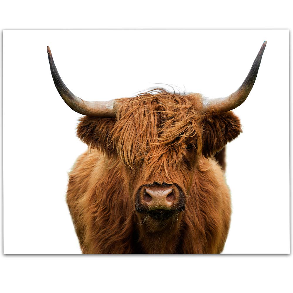 Lone Star ArtLSA Brand Highlands Cow Colored - 11x14 Unframed Print - Makes a Great Farm Decor Under $15