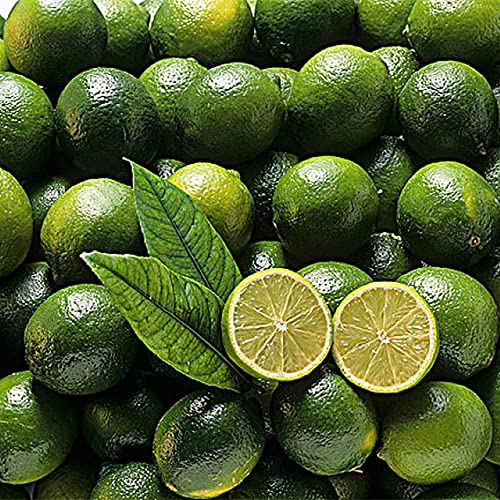10pcs Graines de citron vert Graines de fruits vivaces aimées par les membres de la famille Croissance rapide pour la maison Jardin Non OGM Convient Suffisamment de lumière