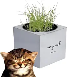 Grama para gato Kit Graminha para gatos Vaso Autoirrigável Inteligente Grama Félix Kit Completo Evita bola de pêlos Brinquedo interativo para gato