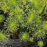 Papyrus, kräuterpflanzen wildkräuter kräutergarten geschenk kräutersamen steingartenpflanzen...