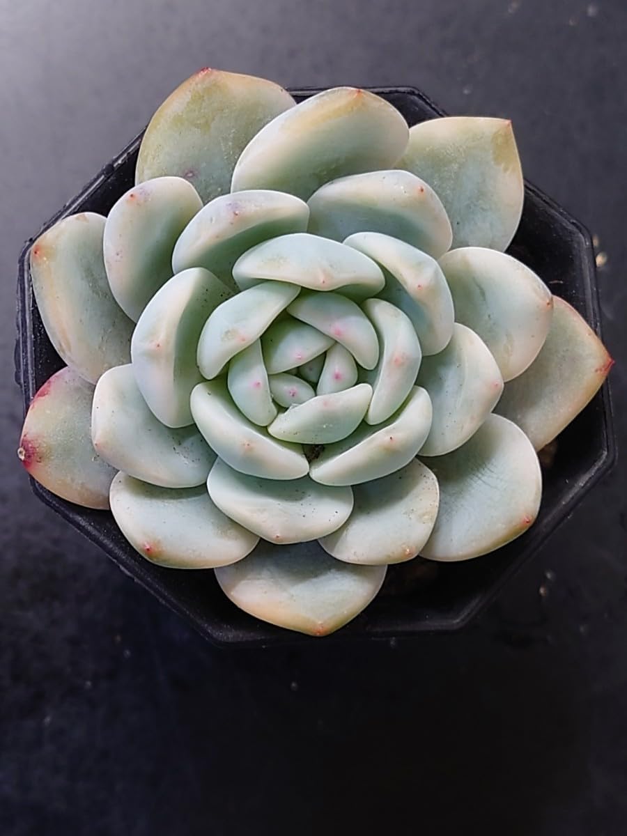 北大路魯山人作 織部焼 木之葉皿 五客 共箱 U R8974 北大路 北大路