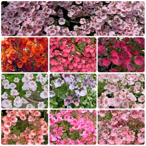 semi di sperone elfico - balcone resistenti esterno perenni giardino 450pcs