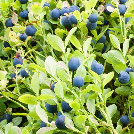 Bilberry Seeds (Vaccinium myrtillus) 30 PCS / 300 PCS Fresh Seeds (300)
