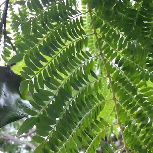 Miniatura 3 de Azul Jacaranda mimosifolia Árbol de floración 10semillas