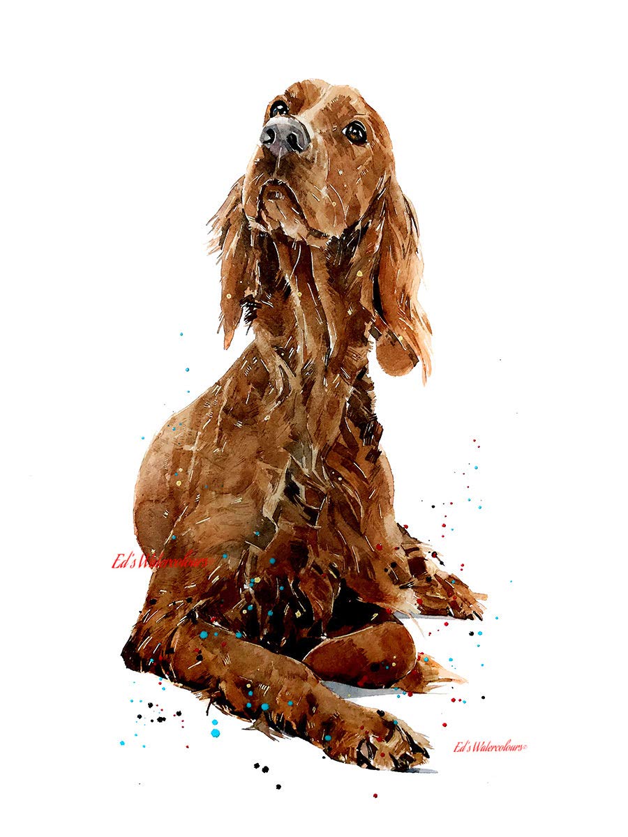 Irish Setter Ii Print Watercolour Irish Setter Watercolour Irish