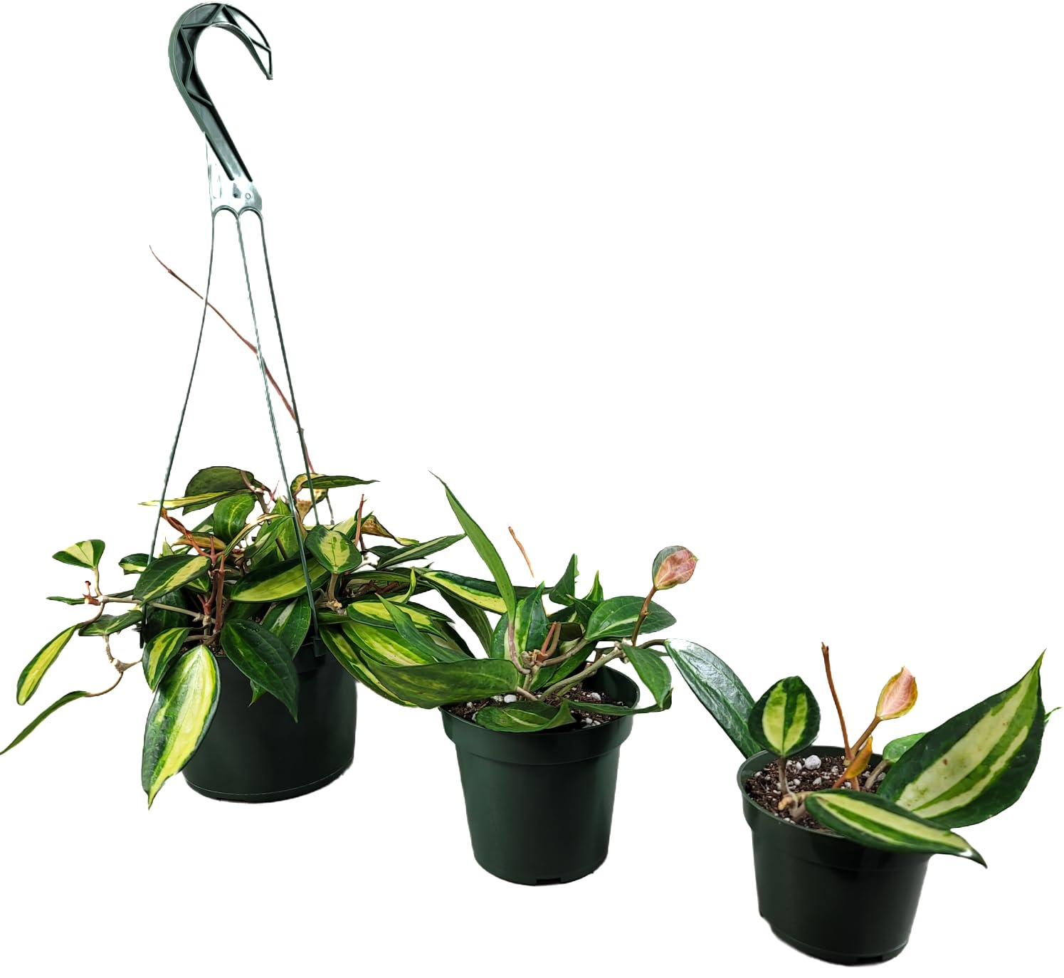 S)ホヤ ポットオブゴールド Hoya Pot of Gold - Aroid Nursery