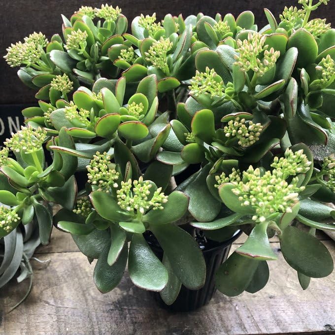 金の成る木 縁起物 多肉植物 引取り推奨 金の成る木 縁起物 多肉植物 引取り推奨 金の成る木 縁起物 多肉