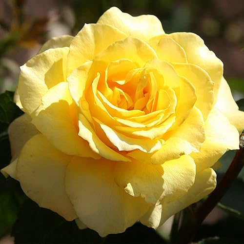 Heirloom Roses Planta de rosas - Arbusto de rosa amarillo suave, planta viva de té híbrido para plantar al aire libre