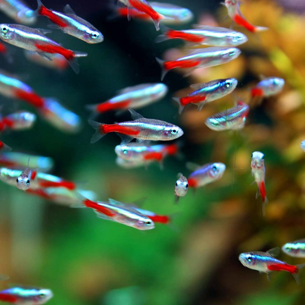 Amazon | (熱帯魚)ネオンテトラ （SMサイズ約1.5-2cm）＜50匹