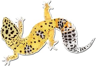 Adorable Leopard Gecko Pet Lizard - 4 Inch Full Color Vinyl Decal for Indoor or Outdoor use, Cars, Laptops, Décor, Windows, and More