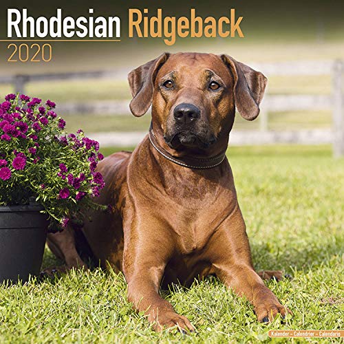 Preisvergleich Produktbild Avonside Publishing Ltd: Rhodesian Ridgeback Calendar 2020