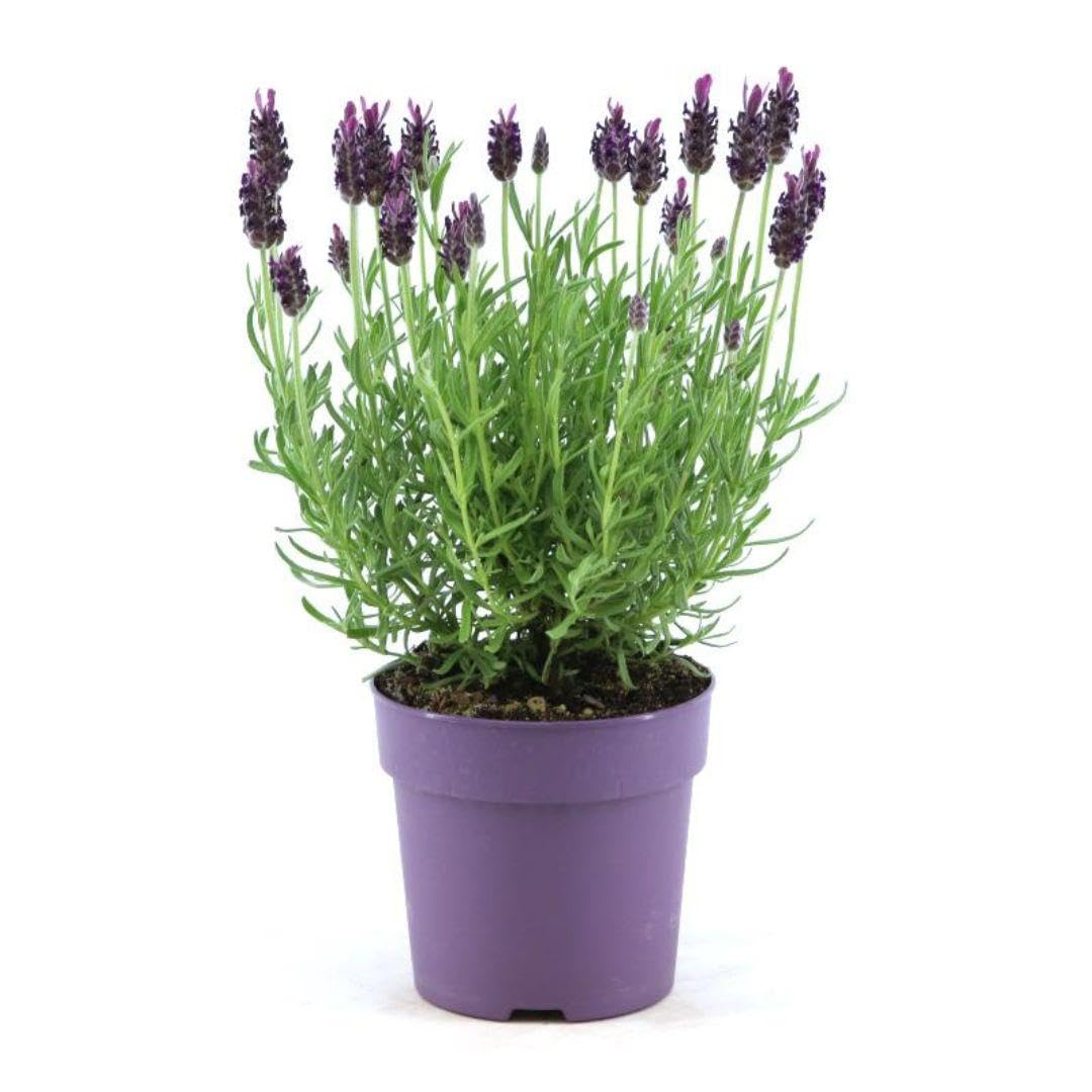 Lavanda Stoechas Anouk, per Giardino, Viola, Set da 6 Pezzi, Vaso 12 cm