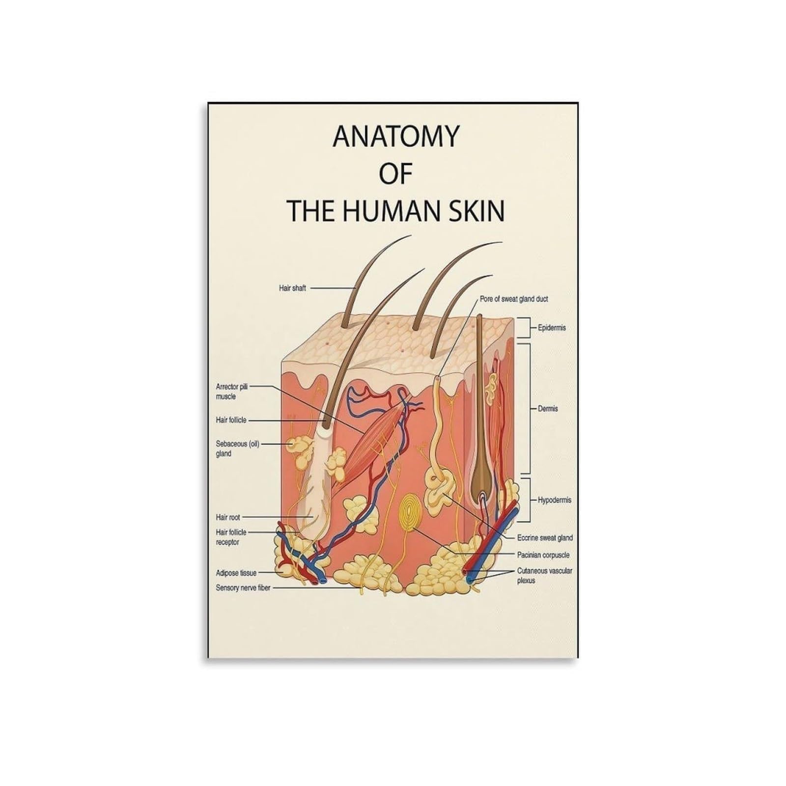ICYJRFHLTF Detailed Human Skin Layers Tin Sign Skin Anatomy Chart Educational Wall Decor for Doctor Office Classroom Laboratory Home Study 8 X 12 inch
