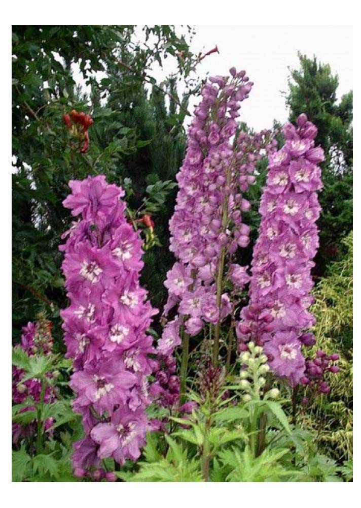 Premier Seeds Direct - Delphinium Seeds - Pacific Giant - ASTOLAT (1100 Seeds)