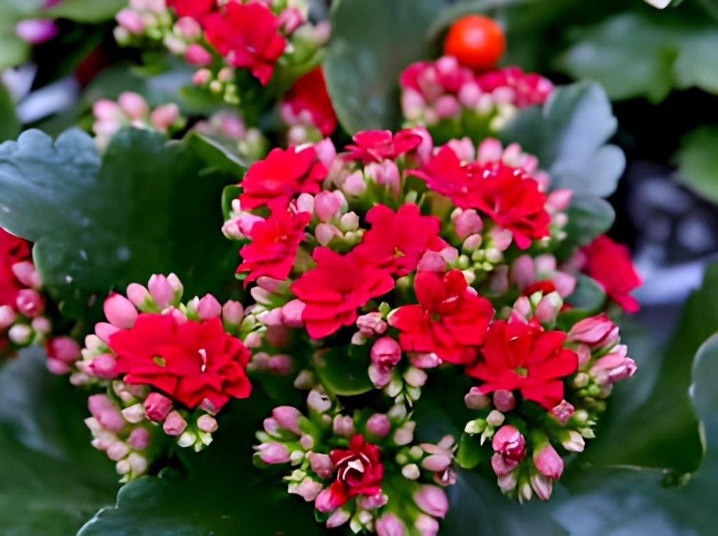 PAJUSDYASI-Beautiful All Season Special Variety Live "Red kalanchoe flower' plant || outdoor flower tree plant for home garden plant (pack of 1)
